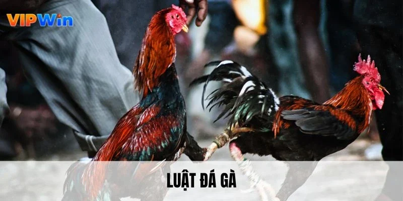 luật đá gà