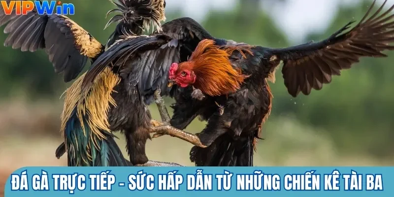 đá gà trực tiếp
