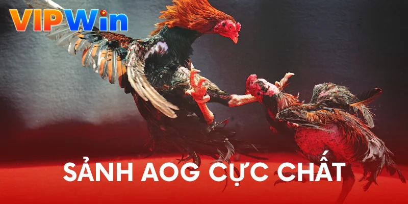 Sảnh AOG cực chất