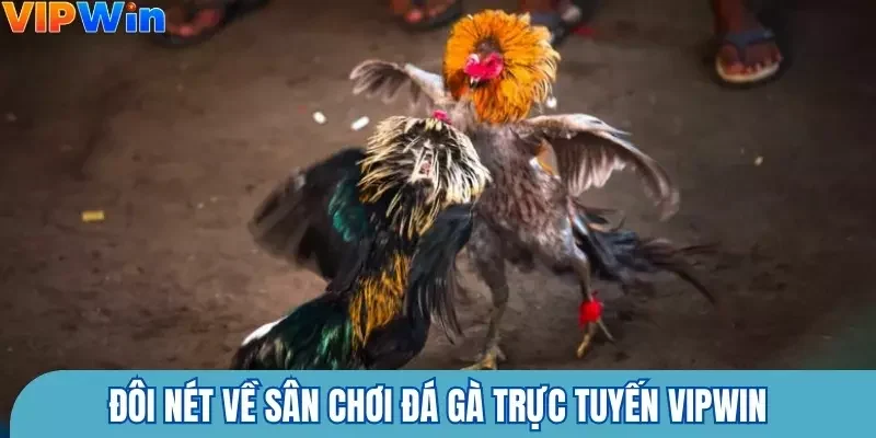 Đôi nét về sân chơi đá gà trực tuyến Vipwin