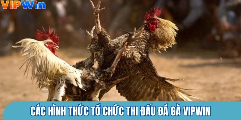 Các hình thức tổ chức thi đấu đá gà Vipwin