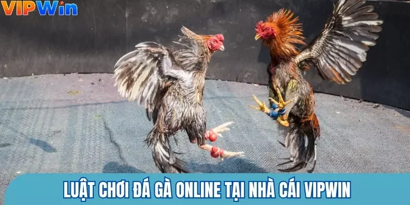 Tìm hiểu luật chơi đá gà online tại nhà cái Vipwin