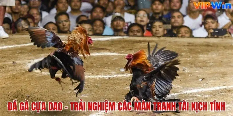 Đá gà cựa dao