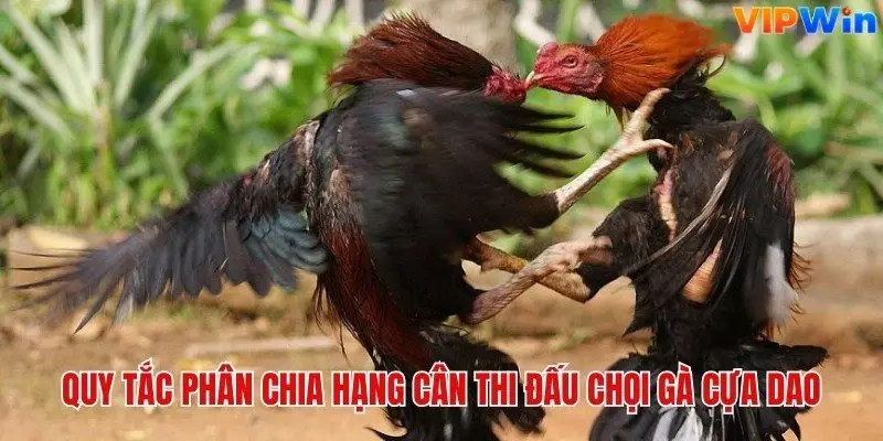 Quy tắc phân chia hạng cân thi đấu chọi gà cựa dao