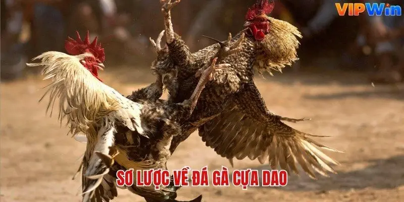 Sơ lược về đá gà cựa dao