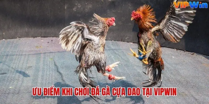 Ưu điểm khi tham gia chọi gà cựa dao tại sân chơi Vipwin