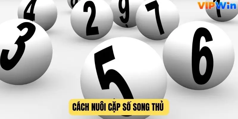 Cách nuôi cặp số song thủ